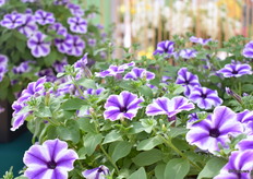 MNP Flowers is na 30 jaar nog altijd marktleider in de Surfinia. Dit is Lagoon Blue Star. Een bloemrijke plant met veel vertakkingen, is hitte bestendig en een heeft een lange levensduur. De lange levensduur is te danken aan dat het product uit stek komt. Zo verteld Klaas Droog.